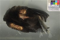 臺灣藍鵲藏品圖，第3張